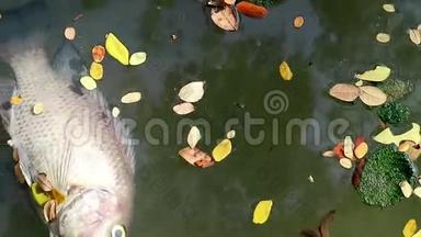漂浮在浮游藻类水中的死鱼和落叶